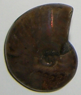 Ammolith TS 3 ca. 2,1 cm breit x 2,6 cm hoch x 0,9 cm dick (6,7 gr.)