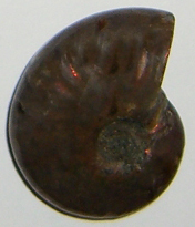 Ammolith TS 4 ca. 2,2 cm breit x 2,7 cm hoch x 1,0 cm dick (7,8 gr.)