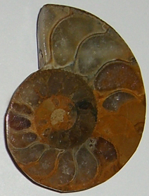 Ammolith gebohrt TS 2 ca. 3,6 cm breit x 4,7 cm hoch x 0,9 cm dick (18,9 gr.)