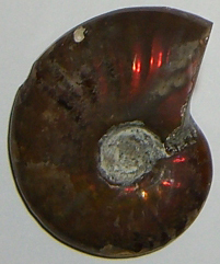 Ammolith gebohrt TS 3 ca. 3,4 cm breit x 4,3 cm hoch x 1,3 cm dick (23,2 gr.)