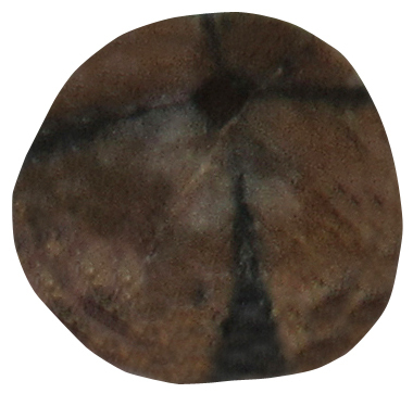 Chiastolith gebohrt TS 2 ca. 2,2 cm breit x 2,2 cm hoch x 1,1 cm dick (9,5 gr.)
