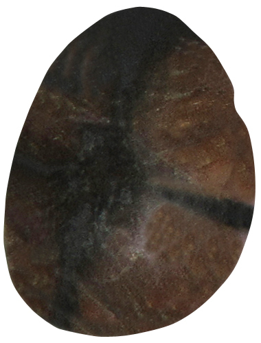 Chiastolith gebohrt TS 3 ca. 2,1 cm breit x 2,8 cm hoch x 1,1 cm dick (11,0 gr.)