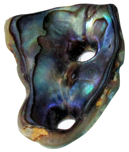 Abalone Paua Muschel 3 ca. 1,6 cm breit x 2,1 cm hoch x 0,4 cm dick (1,6 gr.)