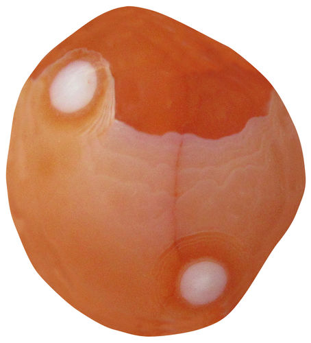 Karneol Augen TS 3 ca. 2,3 cm breit x 2,4 cm hoch x 1,4 cm dick (9,6 gr.)