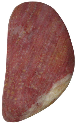 Versteinerte Koralle TS 06 ca. 1,8 cm breit x 3,4 cm hoch x 1,3 cm dick (13,5 gr.)