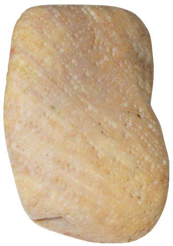 Versteinerte Koralle TS 09 ca. 2,4 cm breit x 3,9 cm hoch x 1,3 cm dick (16,8 gr.)